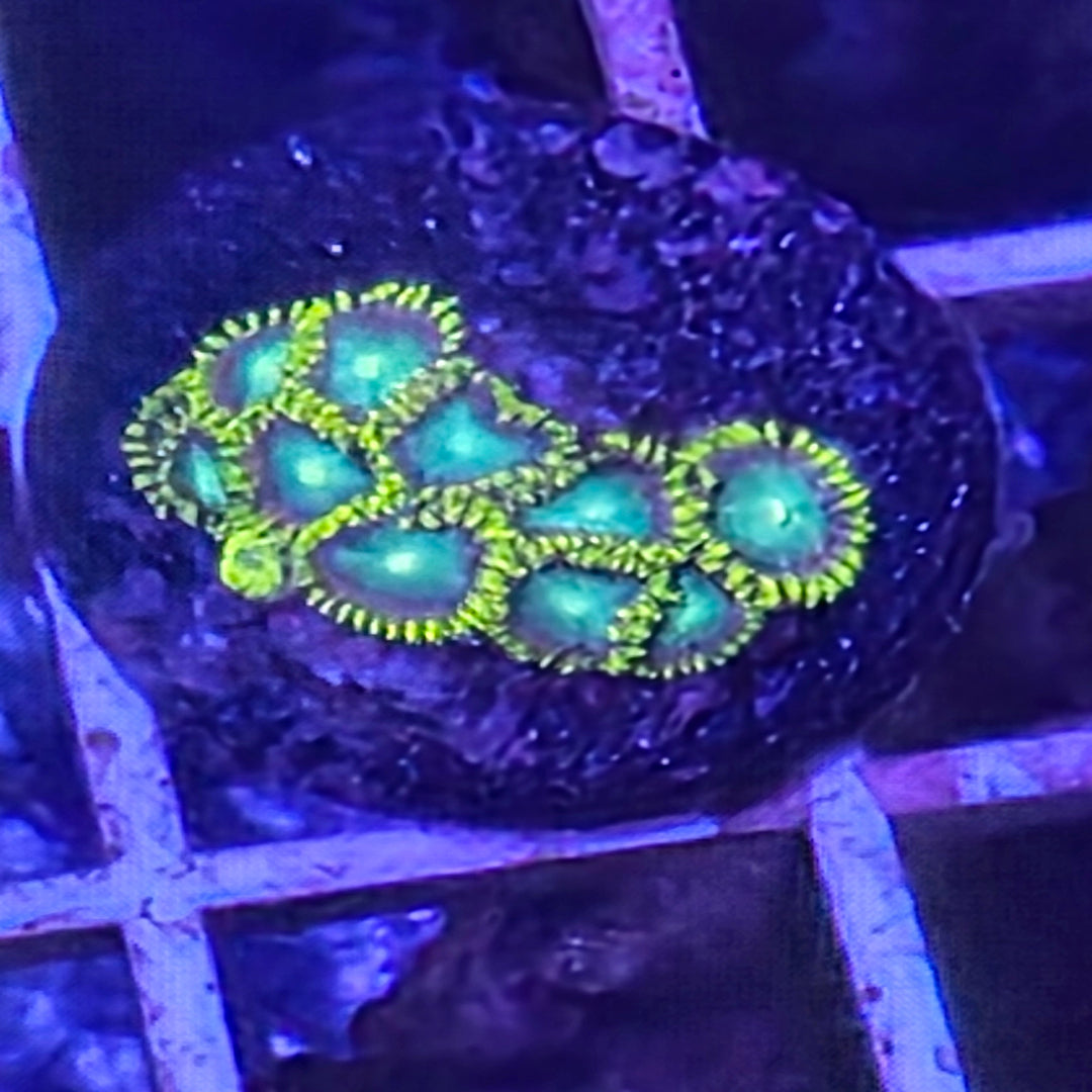 Radioactive Dragon Eye Zoanthid