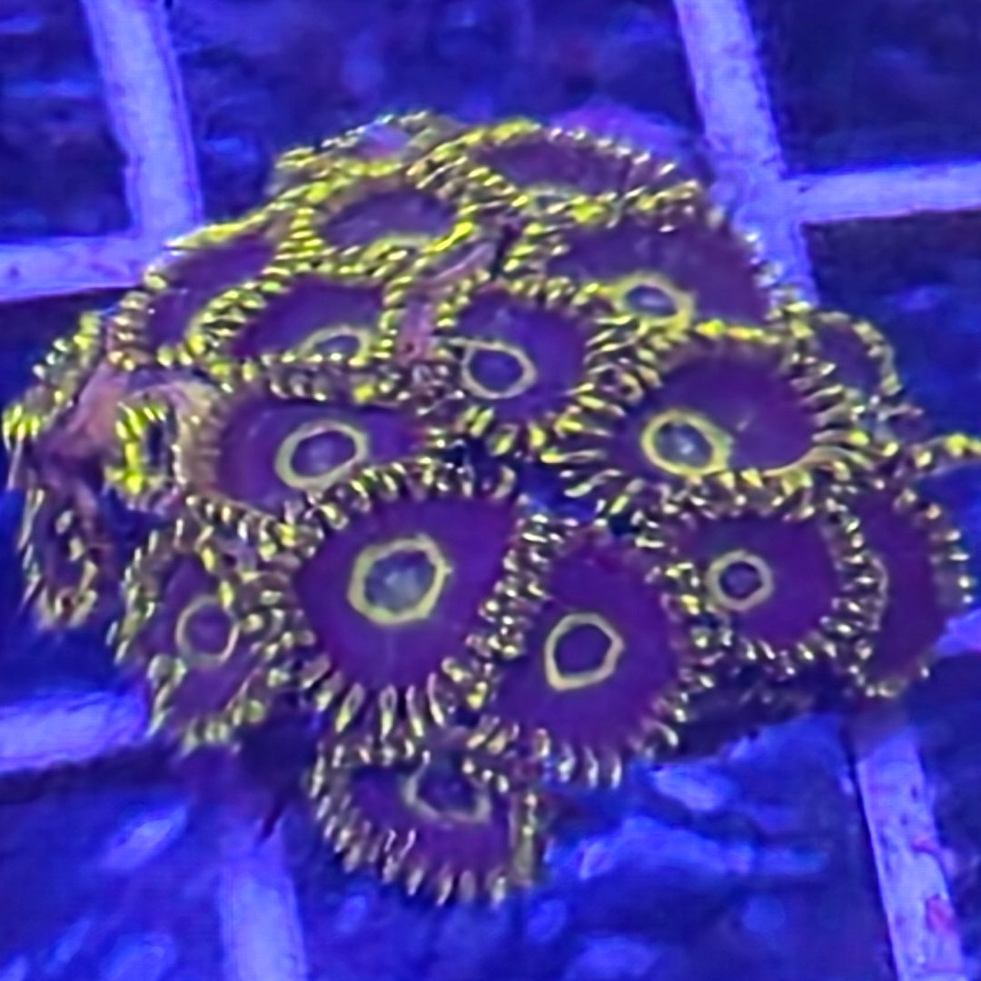 Purple Hornet Zoanthid