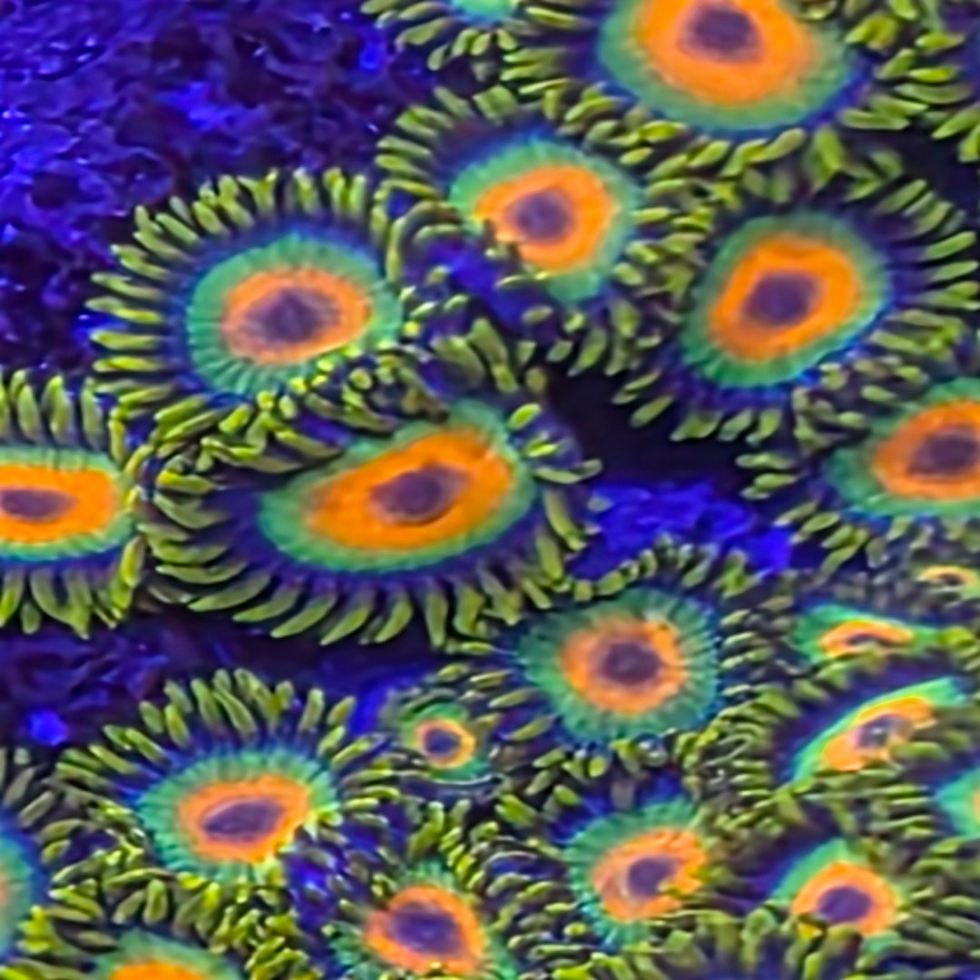 Rasta Zoanthid 2