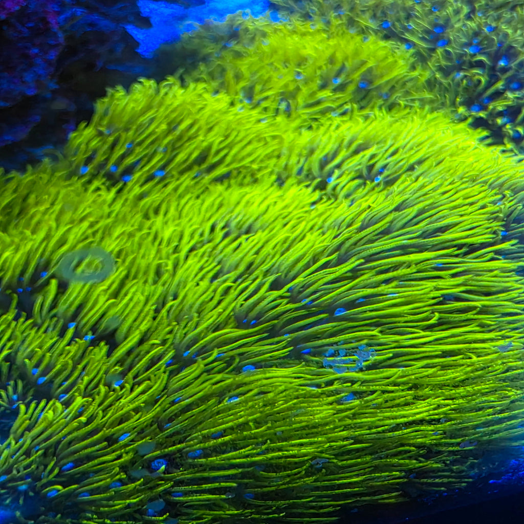 Neon Green Star Polyp Frag