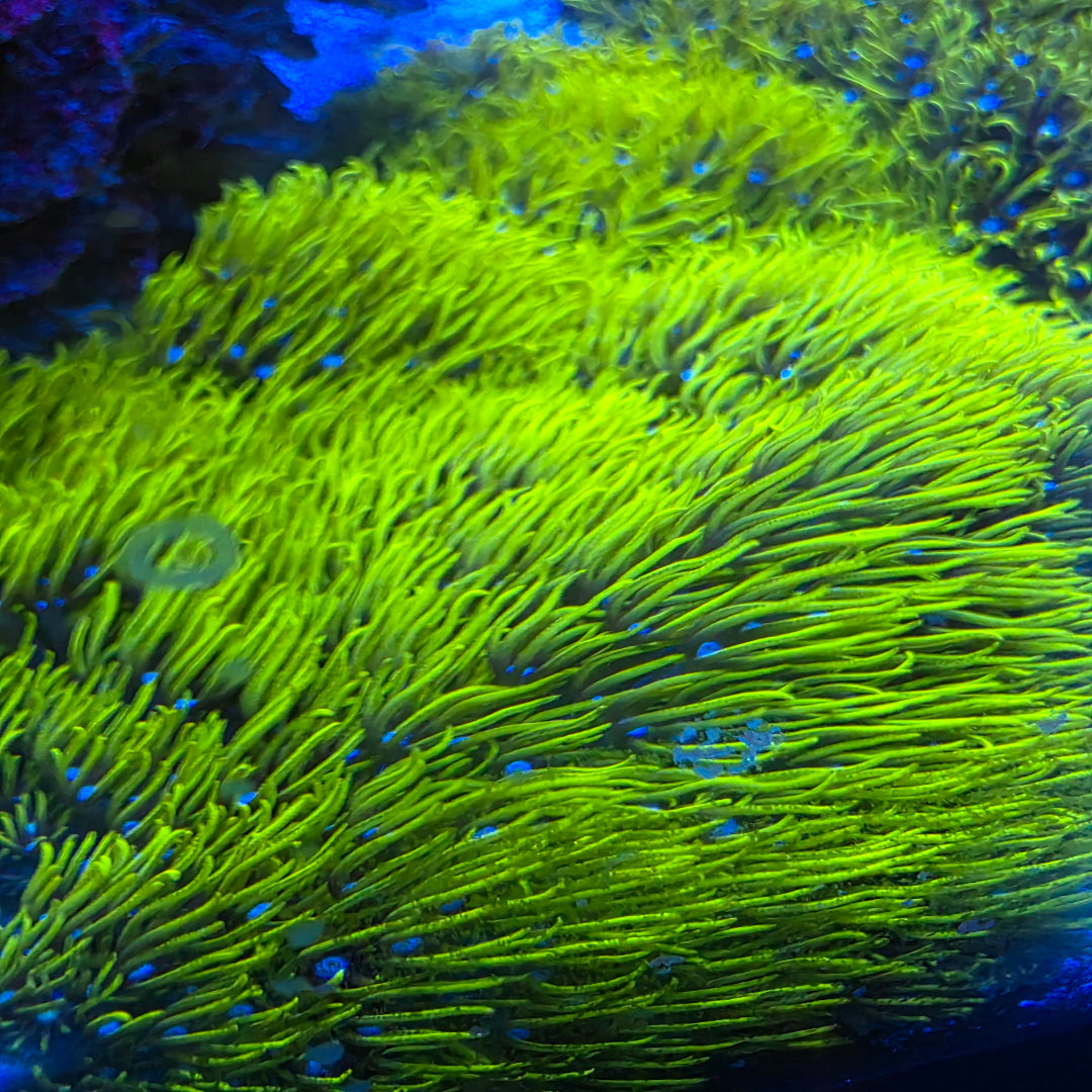 Neon Green Star Polyp Frag