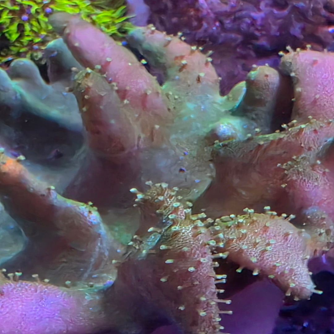 Devil's Hand Leather Frag