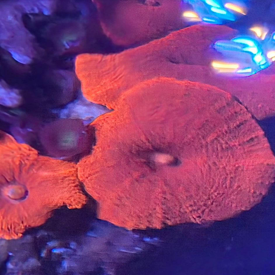 Red Discosoma Mushroom