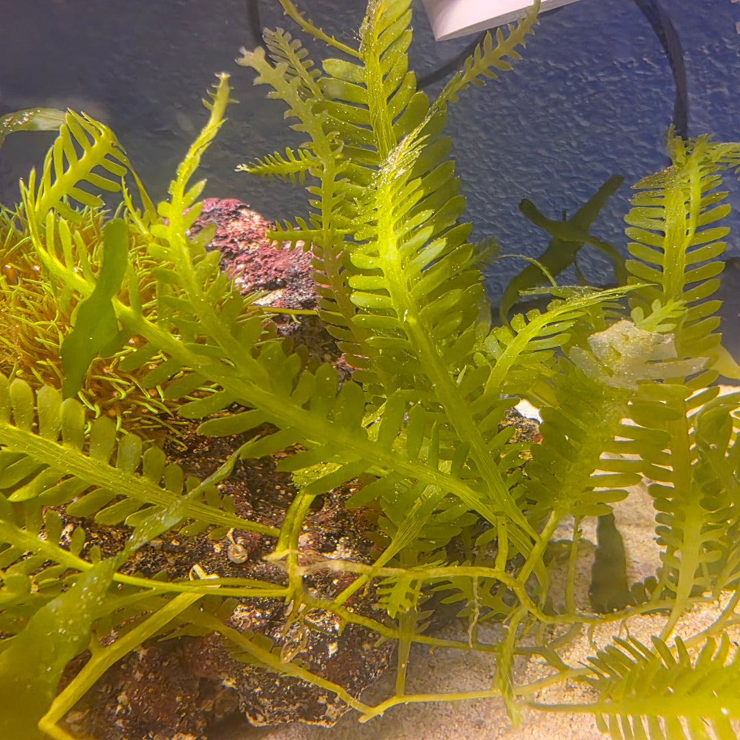 Feather Caulerpa Macroalgae