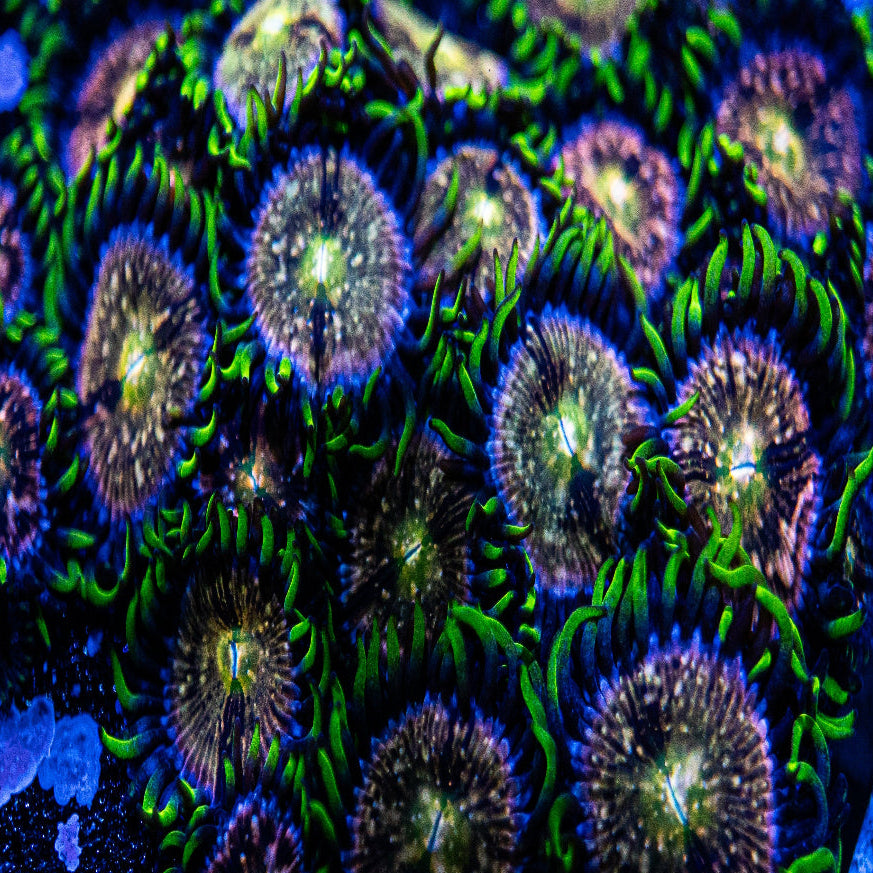 WCC Nebula Zoanthid