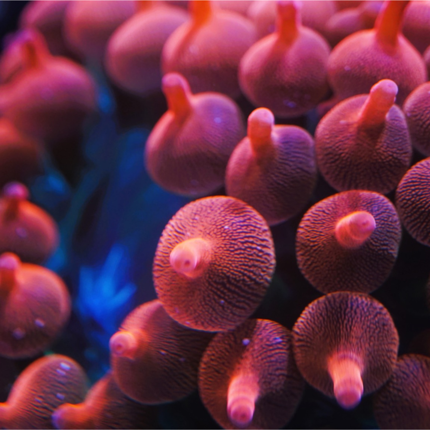 Rose Bubble Tip Anemone