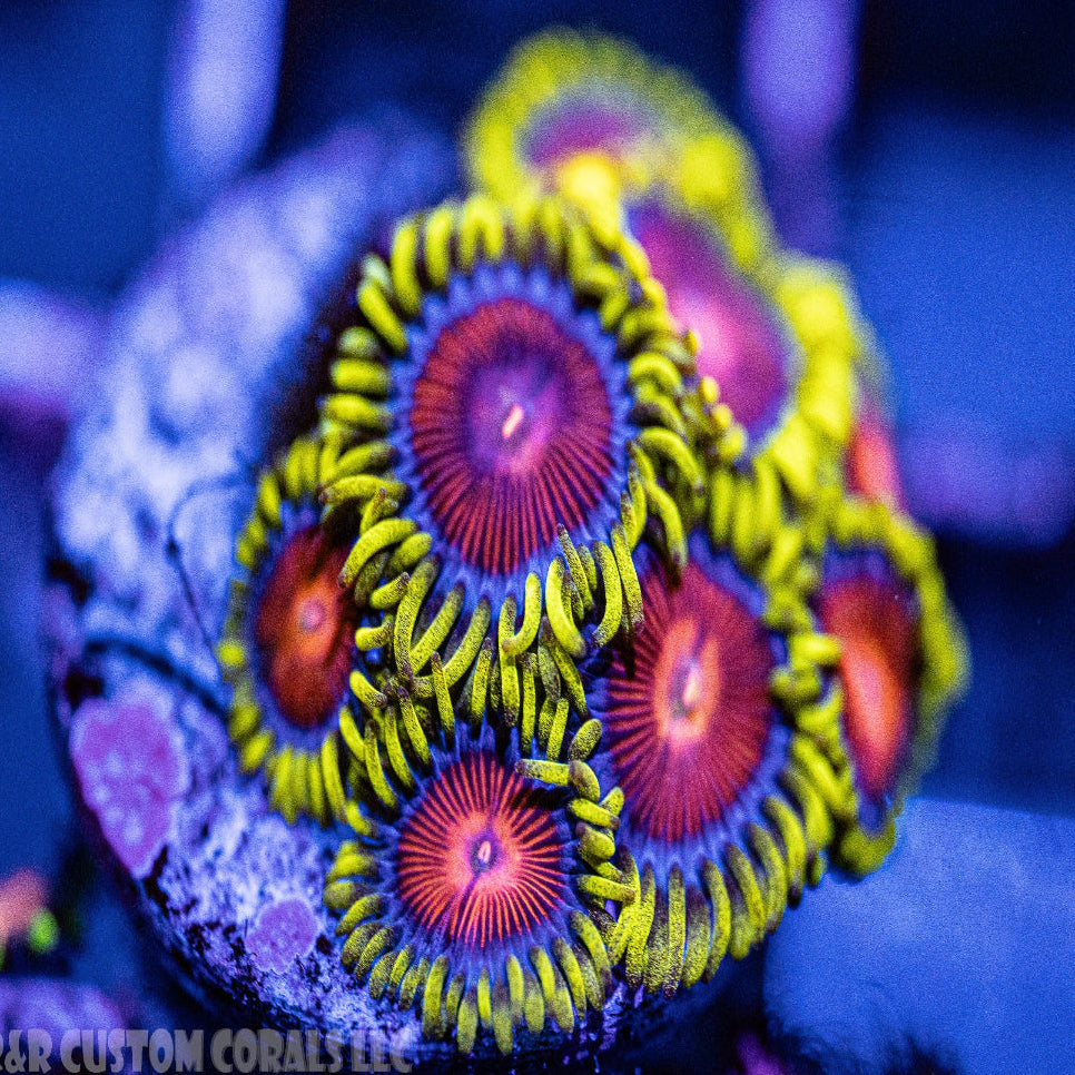 Atmos Zoanthid