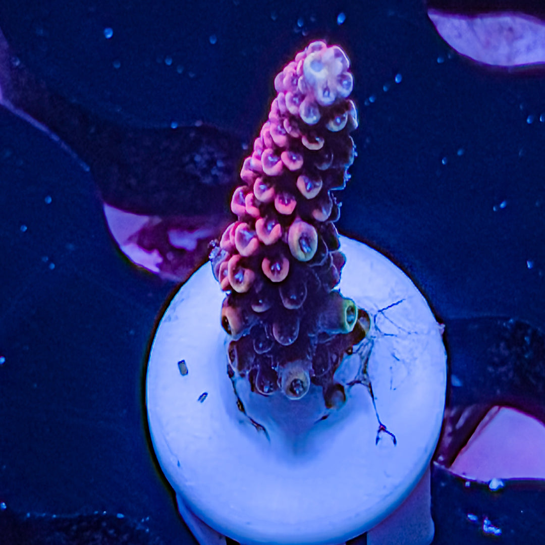 Dynamite Acropora