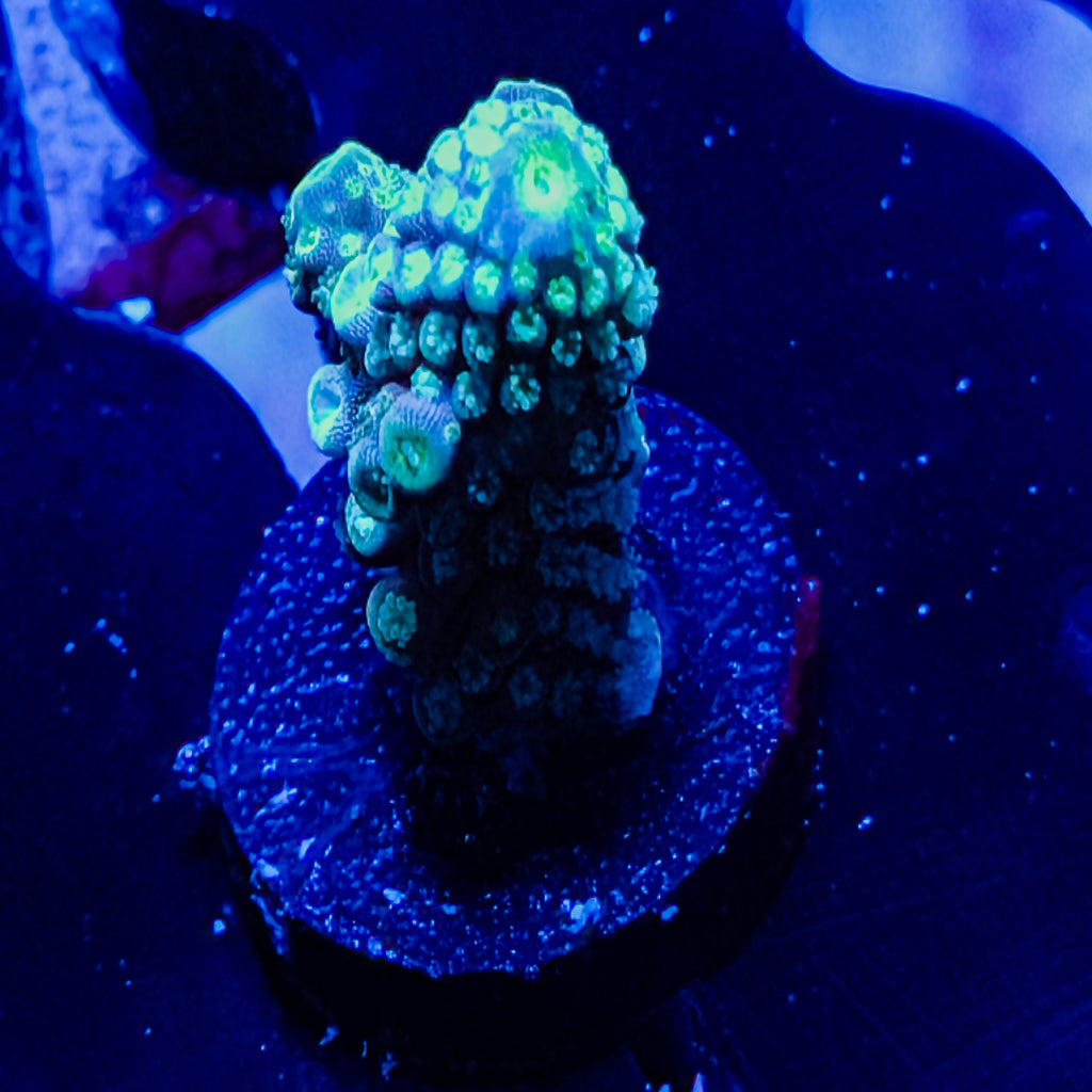Henchman Acropora