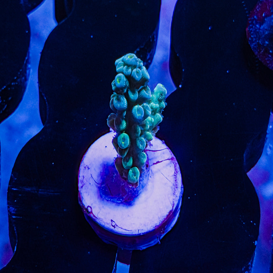 Color of Money Acropora