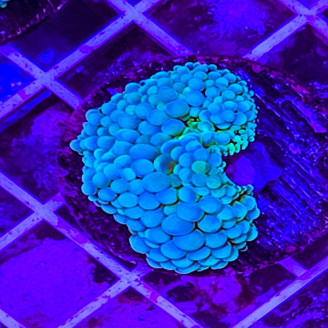 Ricordea Yuma Mushroom