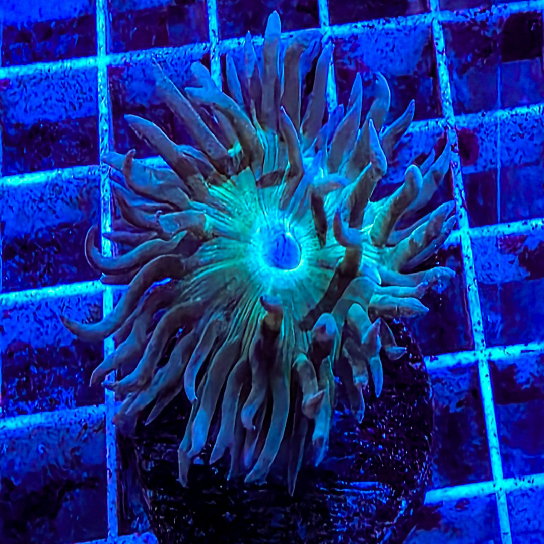 Aussie Duncan Coral