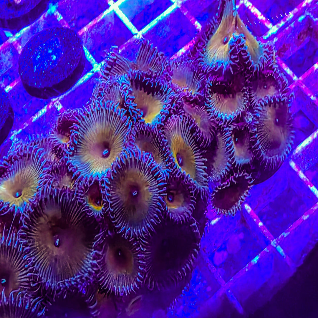 Captain Jerk Palythoa Frag 10 Heads