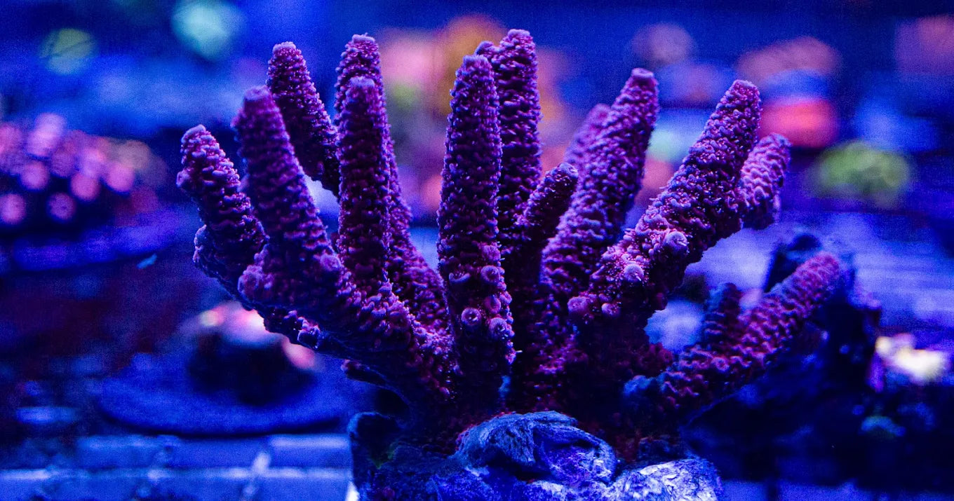 Coral from R&R Custom Corals in Caldwell Idaho