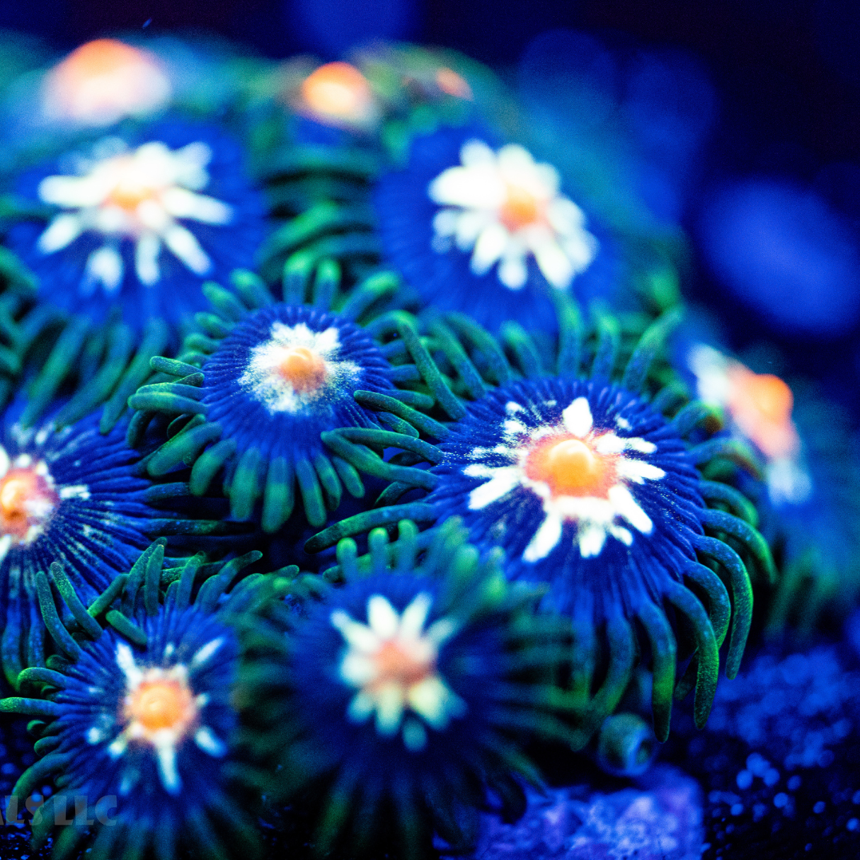 Daisy Cutter Zoanthid