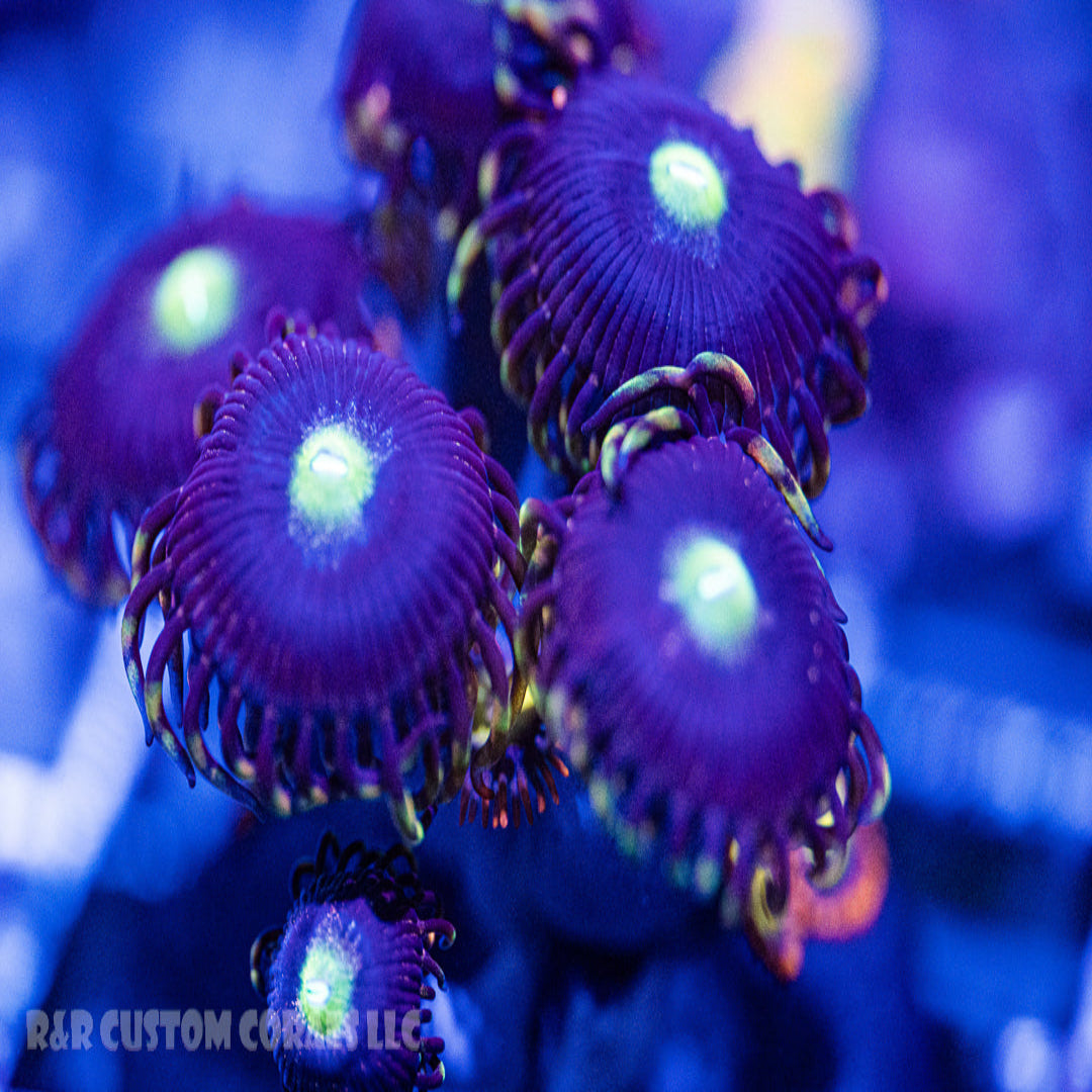 TCC Dead of Night Zoanthid