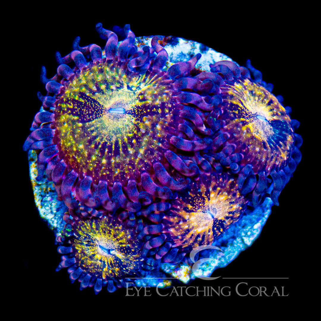 ECC Pandora Zoanthid