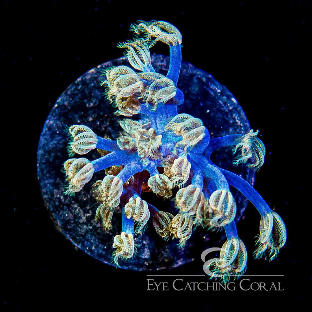 ECC Starlight Cespitularia