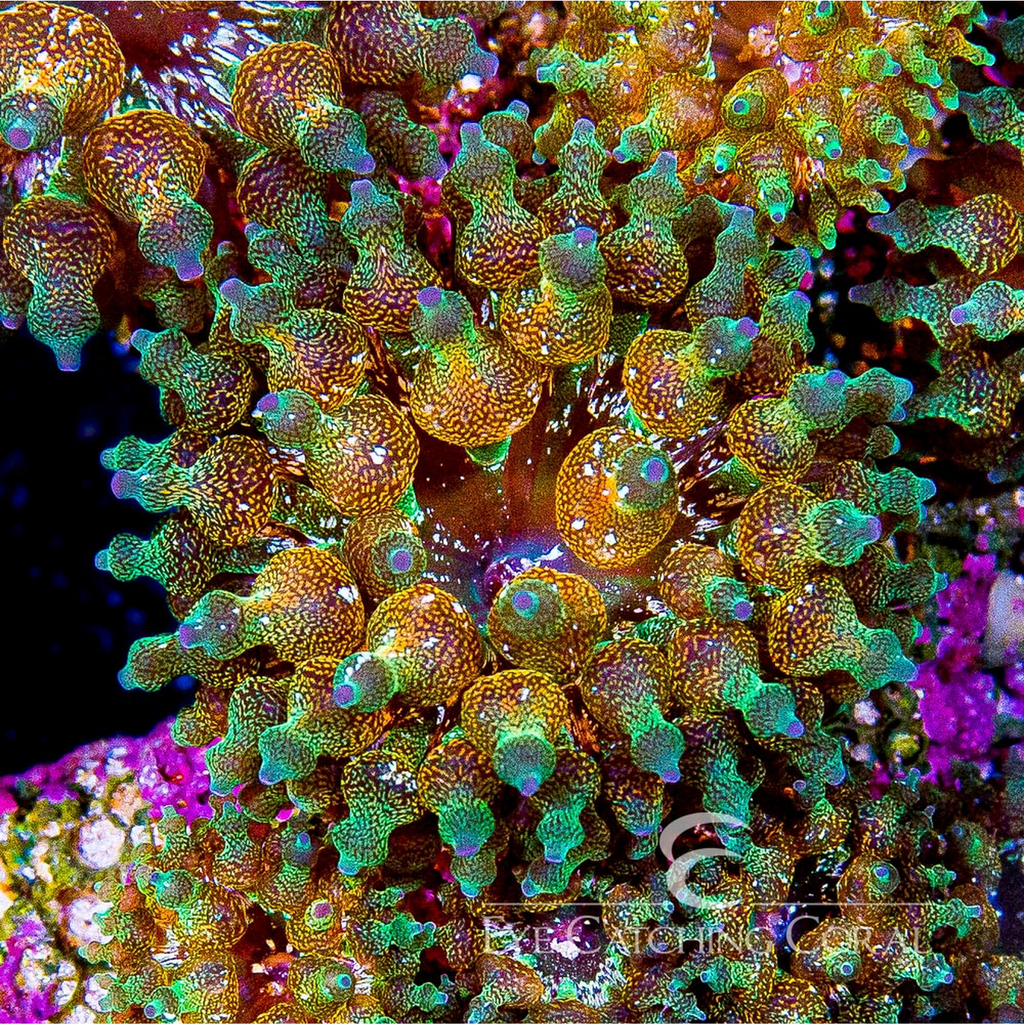 ECC Warp Anemone