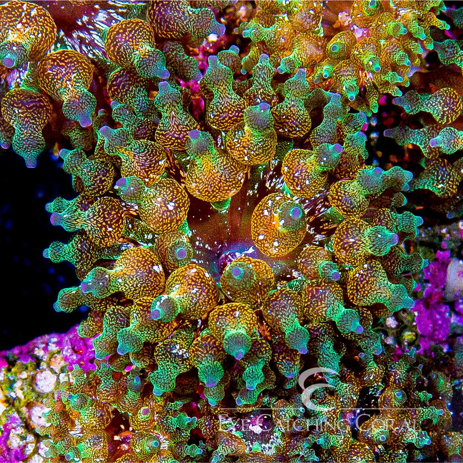 ECC Warp Anemone