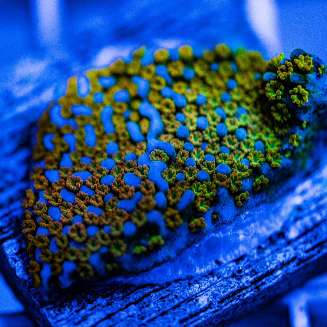 ECC Pebbles Montipora