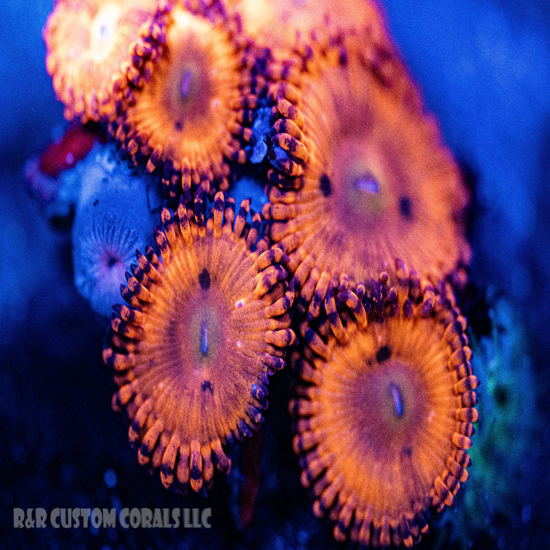 Earth's Core Zoanthid