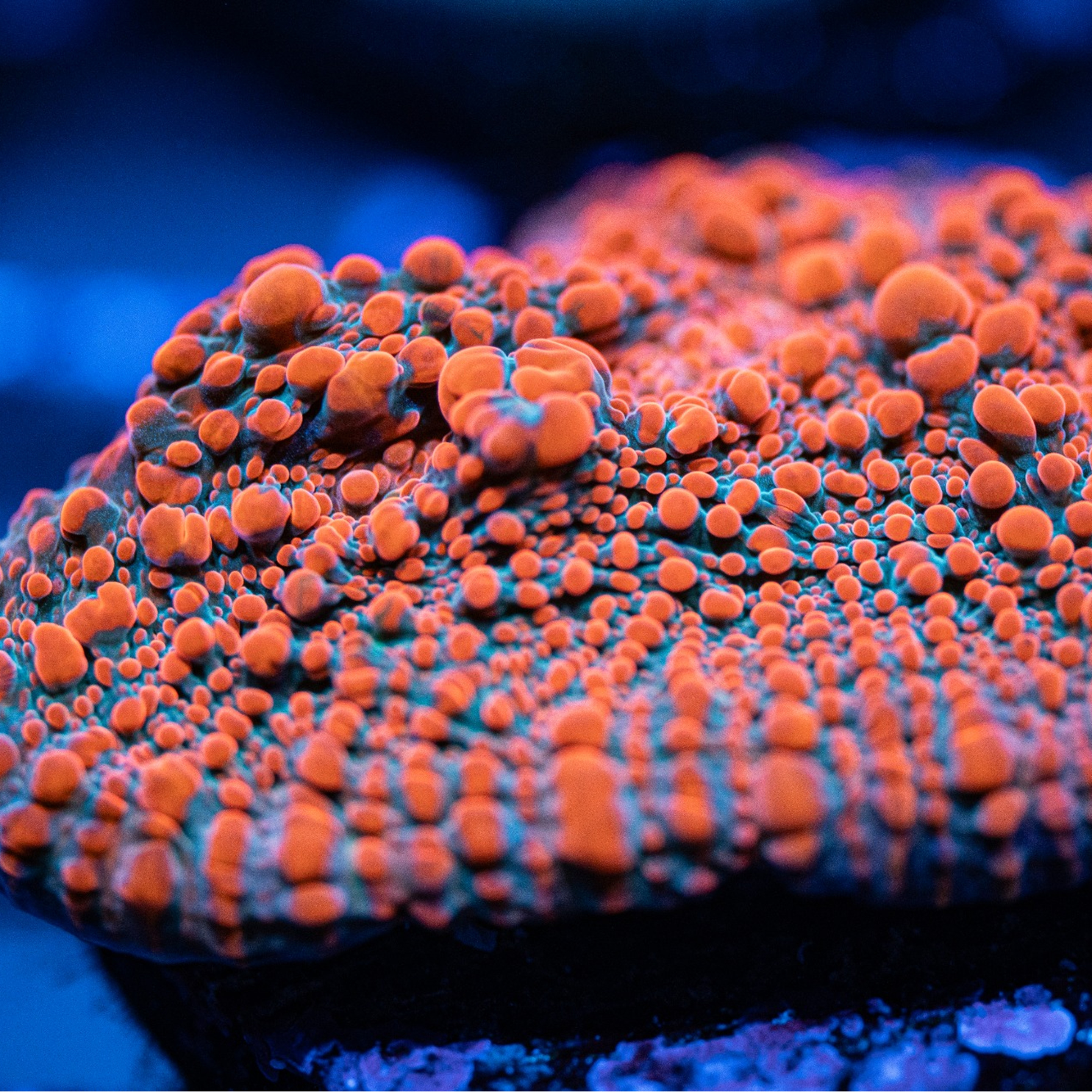 Embers and Ash Chalice Coral | Encrusting LPS for Sale – The Coral Cartel