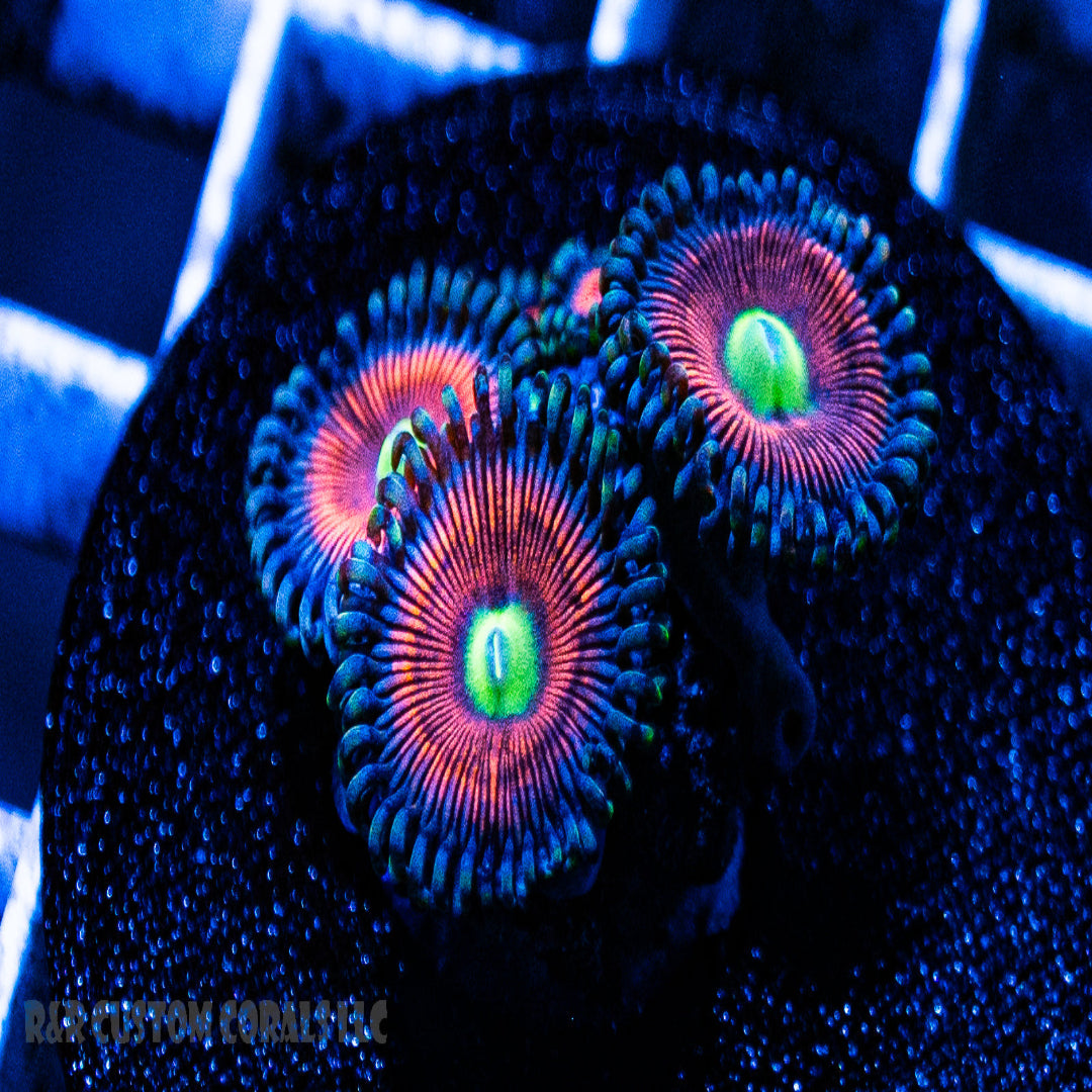 Everlasting Gobstopper Zoanthid