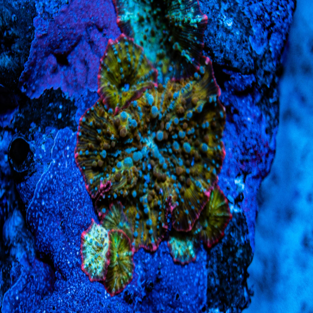 Frankenstein's Monster Mushroom