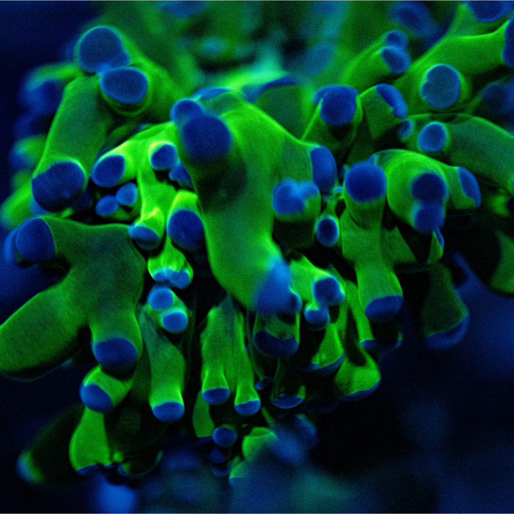 Frogspawn Blue Tip