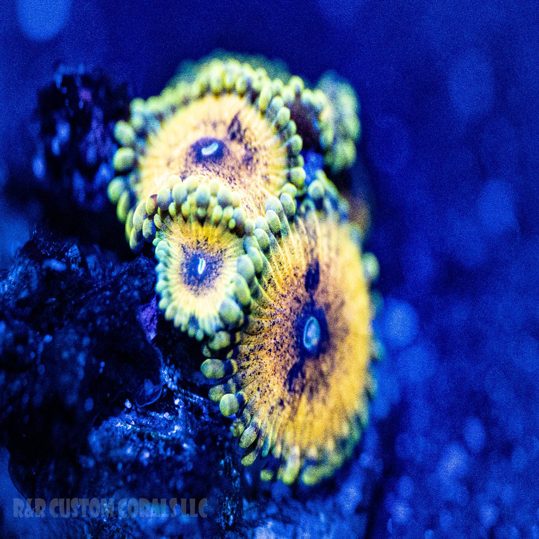 Gold Maul Zoanthid