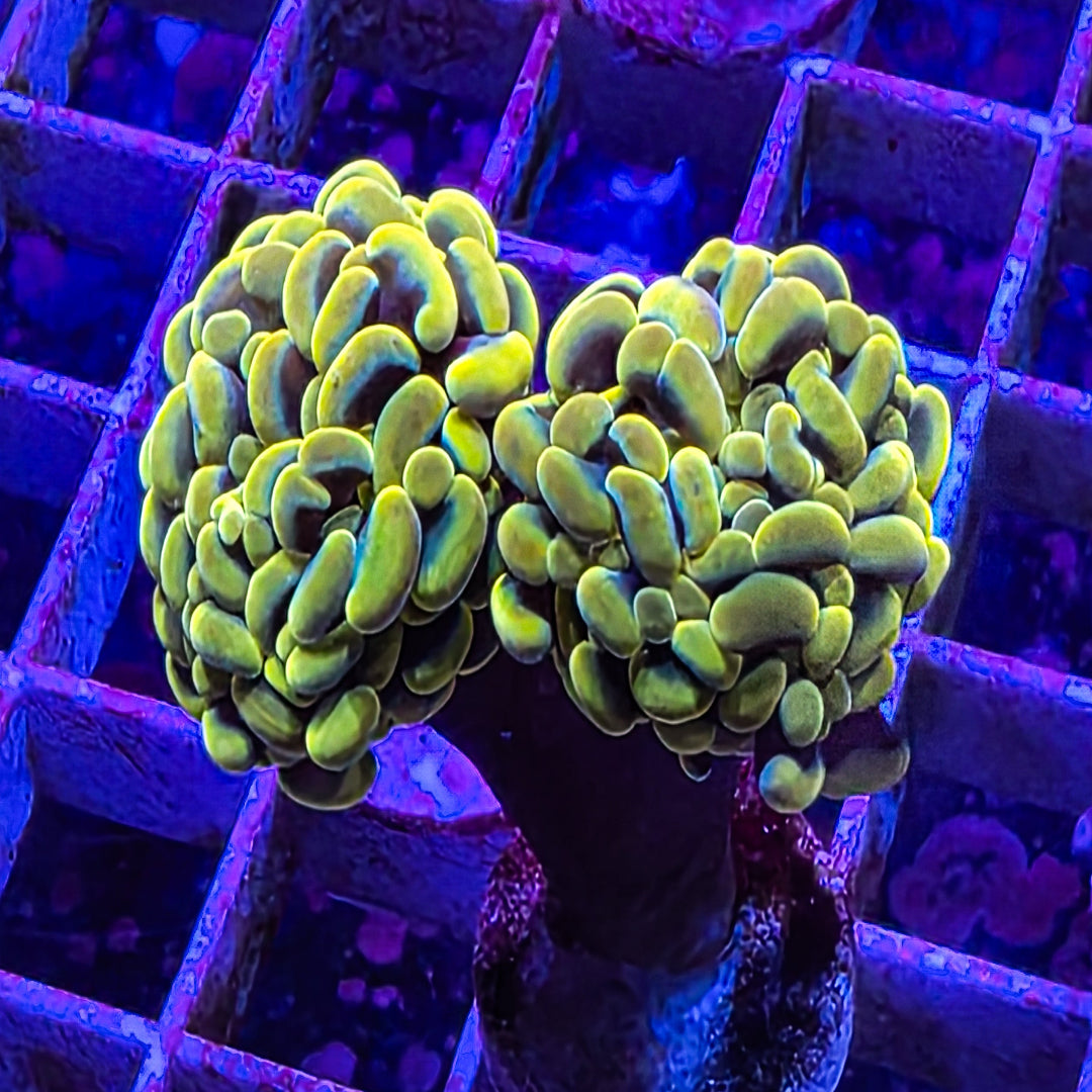 Gold Branching Hammer 2 Heads