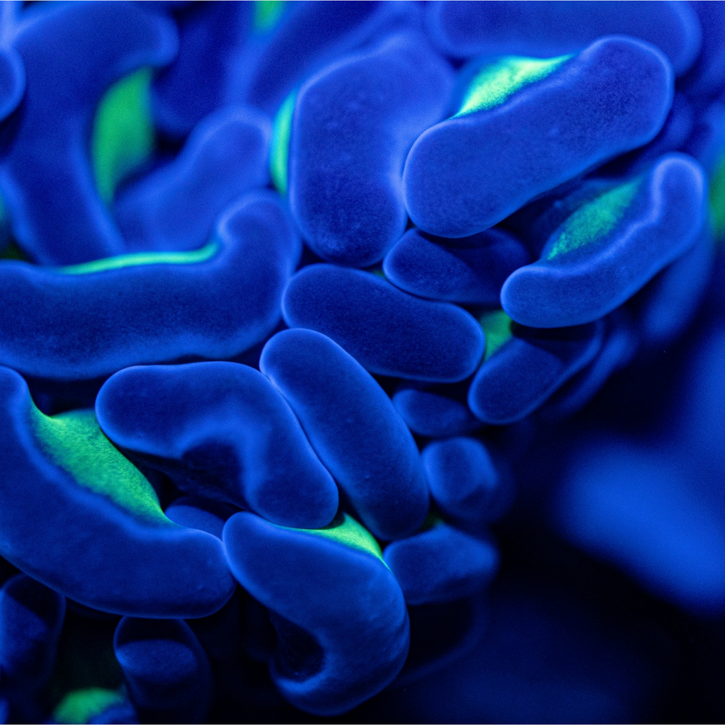 Green Blue Hammer Coral