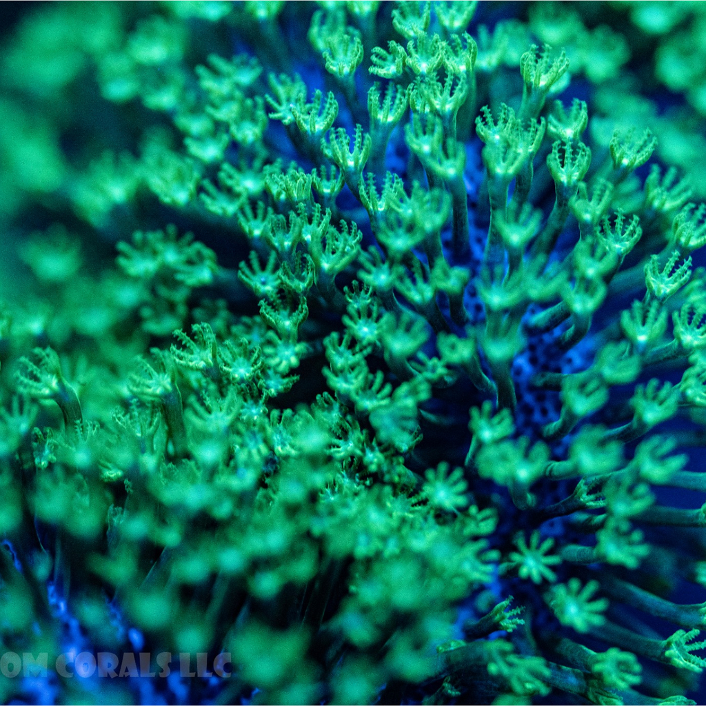 Green Polyp Leather Coral
