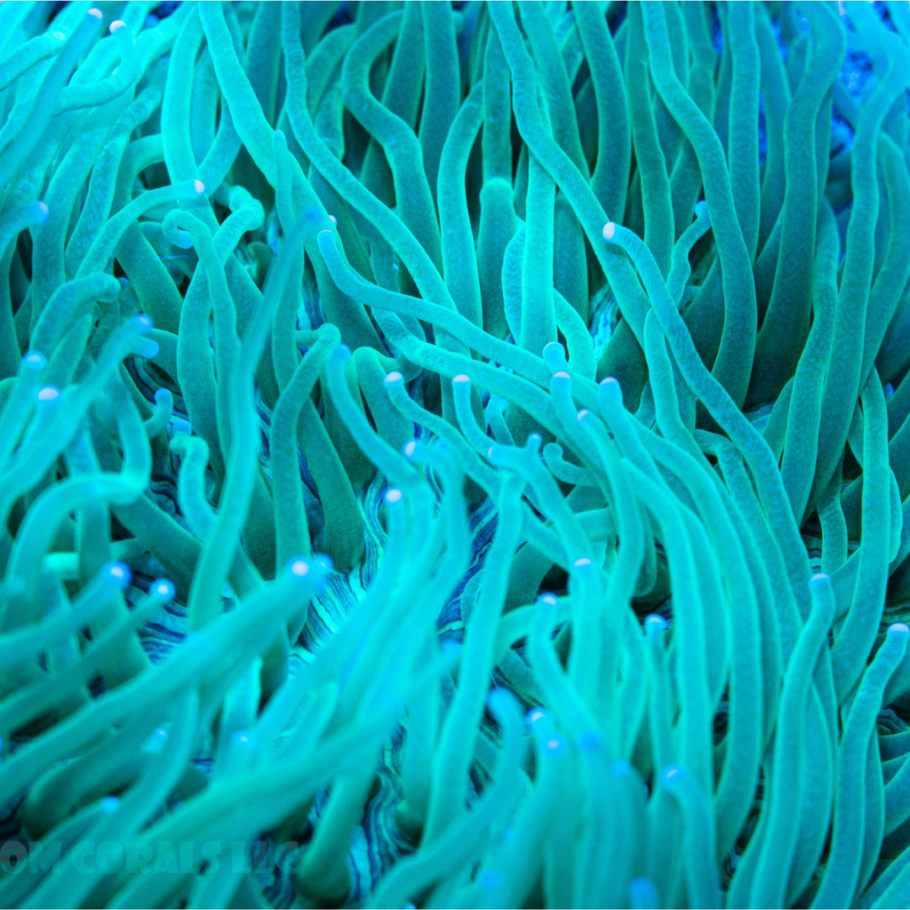 Ice Green Heliofungia Coral