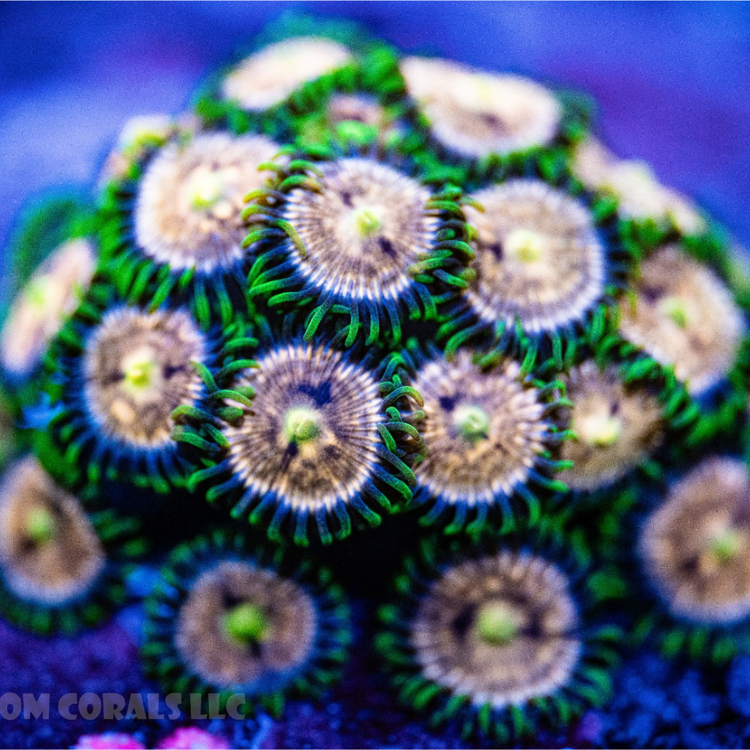 Laser Lemon Zoanthid