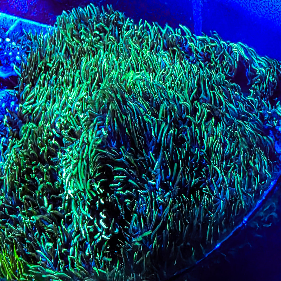 Neon Green Star Polyp Frag
