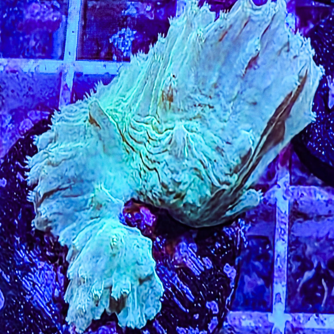 Soft Corals for Sale | The Coral Cartel Caldwell, Idaho