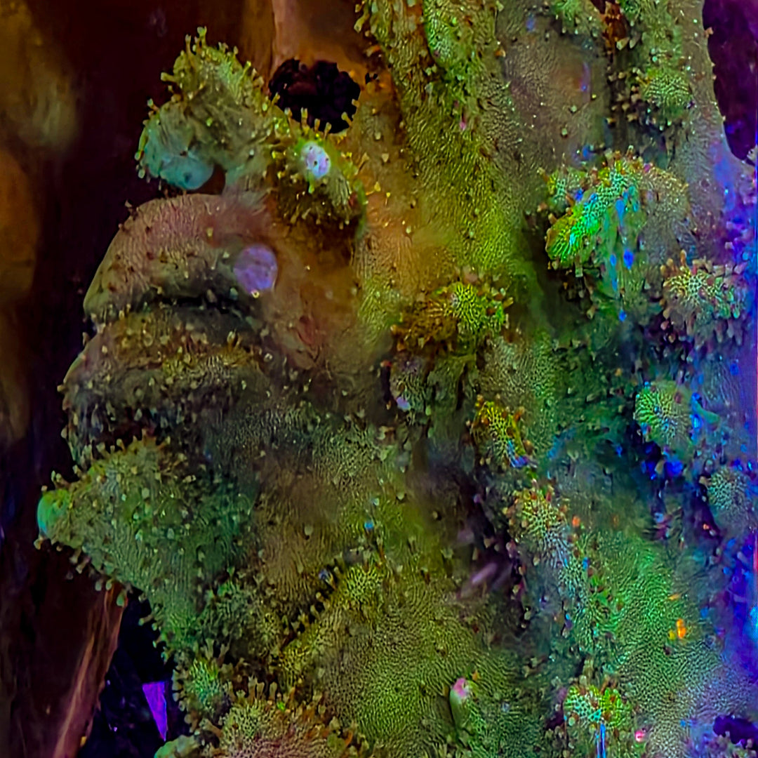 Devil's Hand Leather Frag