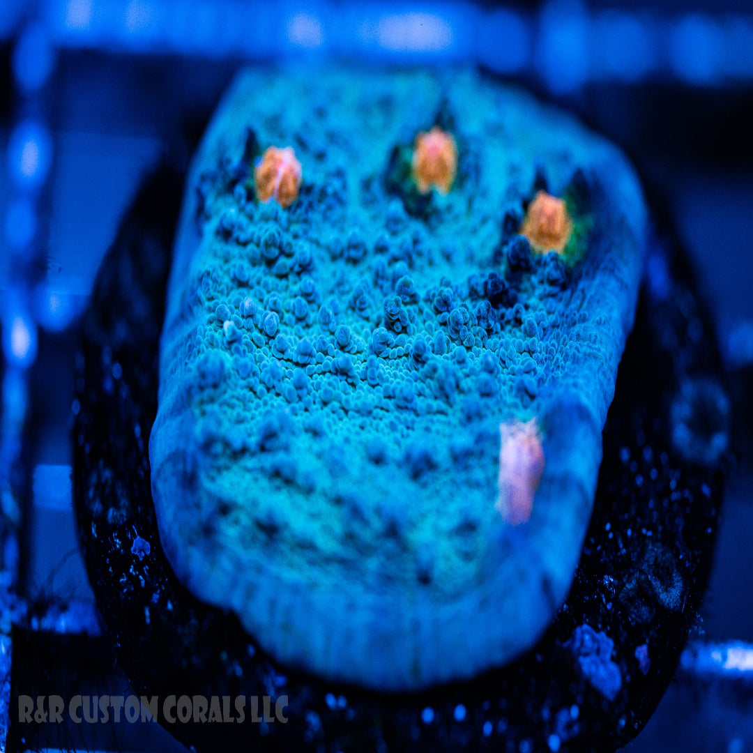 Miami Hurricane Chalice