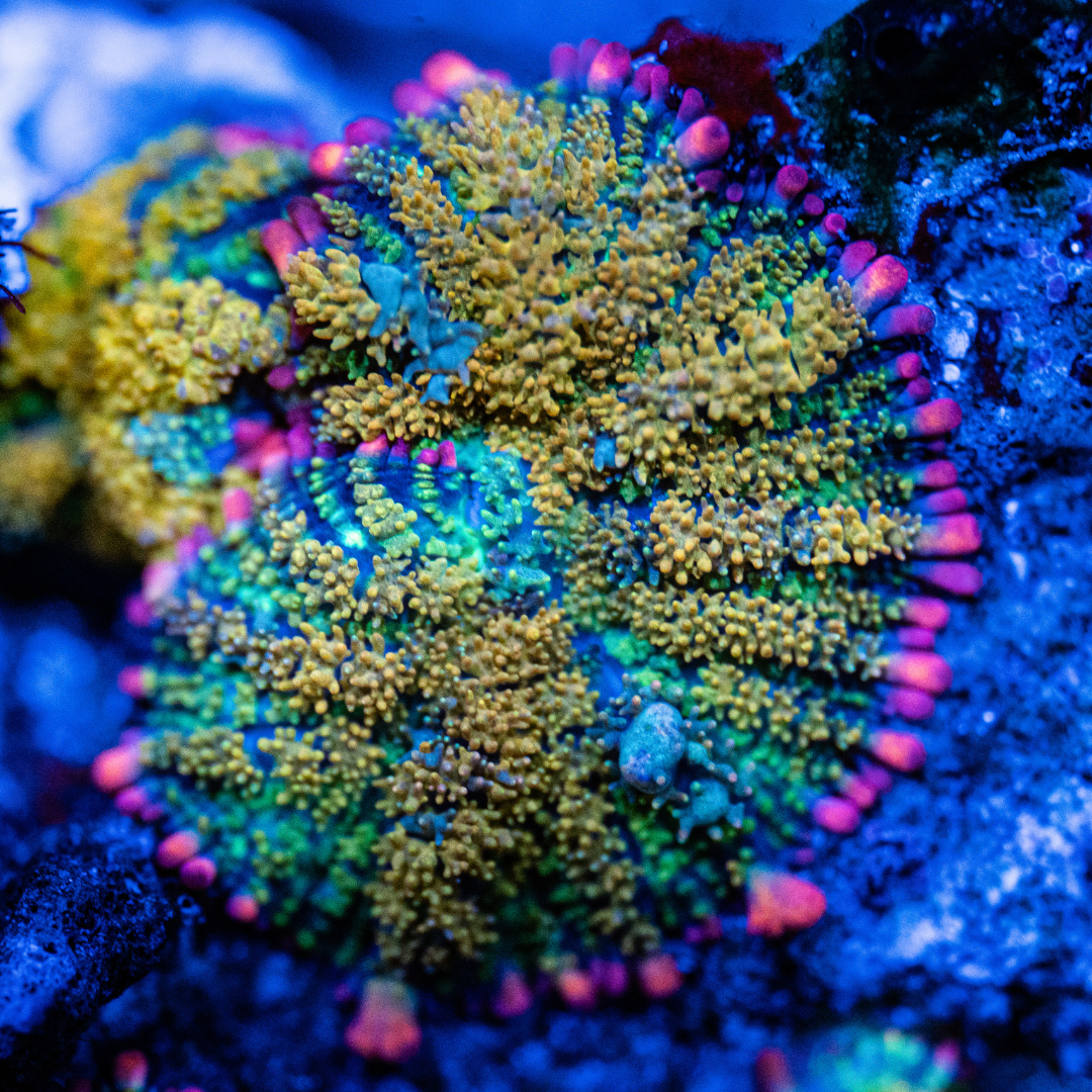 Mushroom Trip Bounce