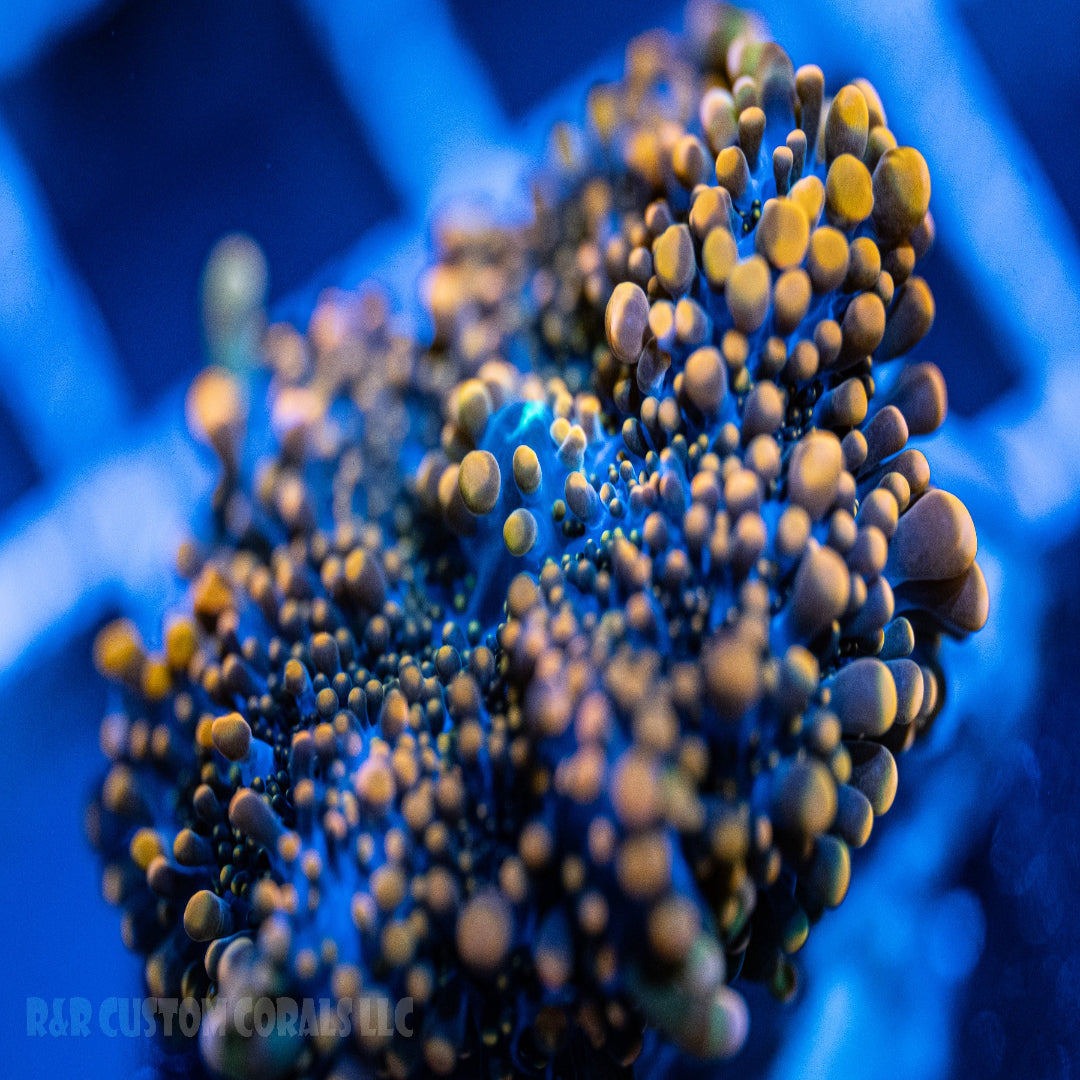 Orange Ricordea Yuma