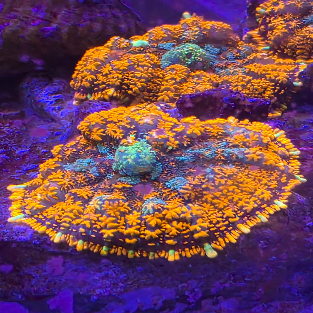 Orange/Green Rhodactis