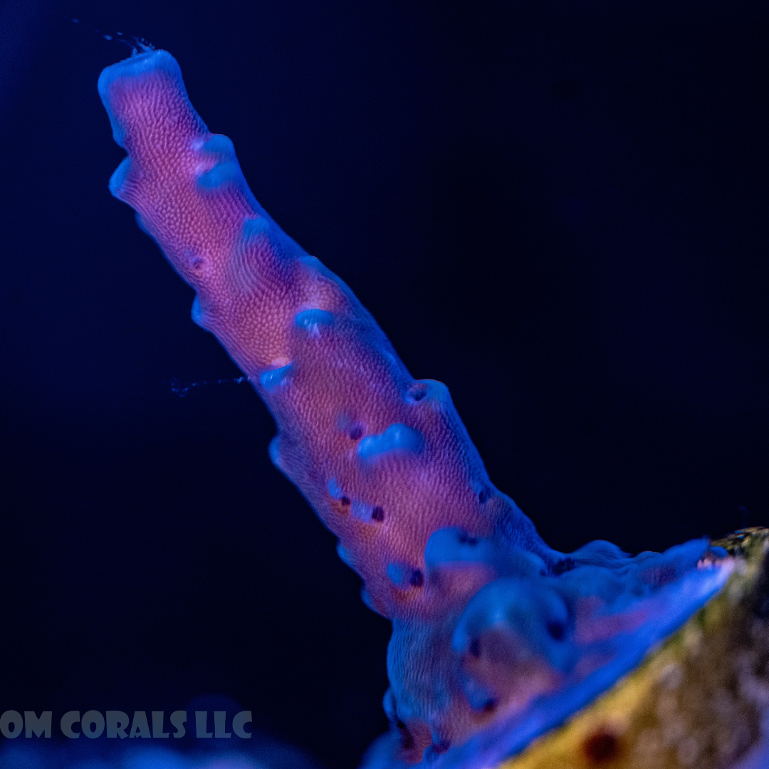 Oregon Blue Tort Acropora