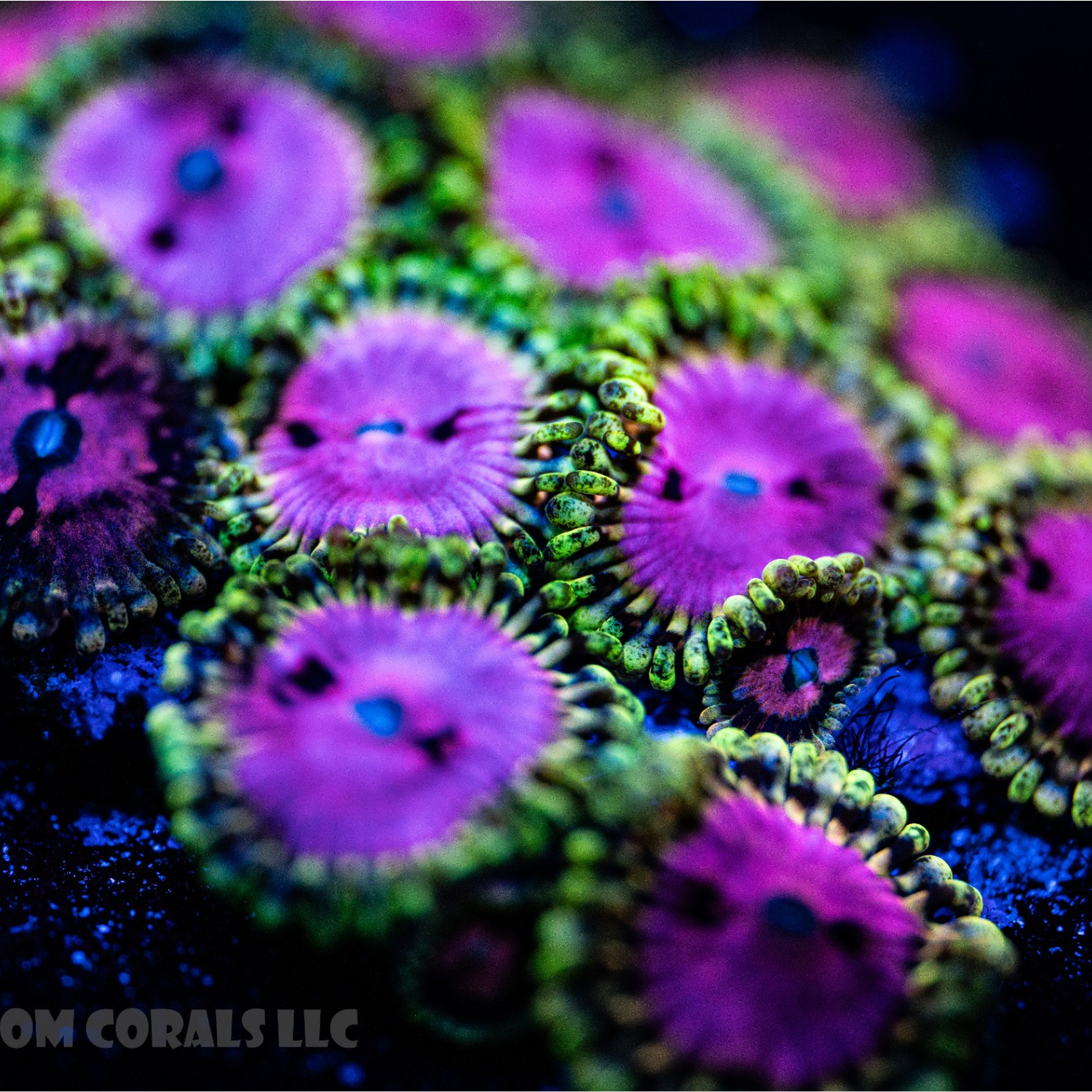 Pink Diamond Zoanthid