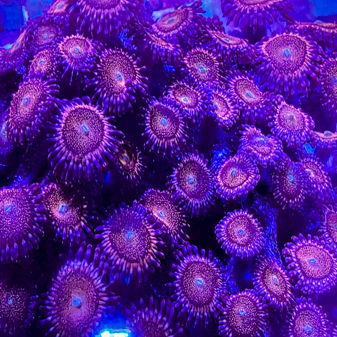 Pink Mohawk Zoanthids 6-7 Polyps