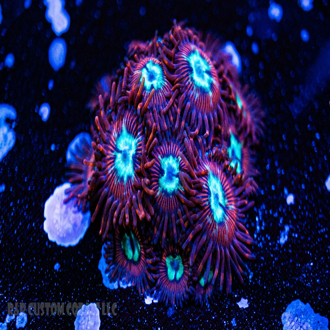Porn Star Zoanthid