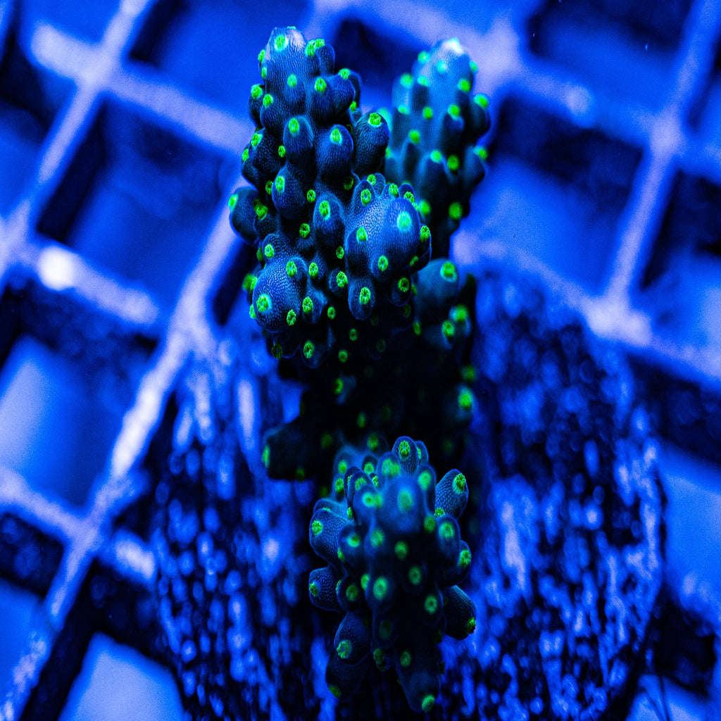 Acid Rain Acropora