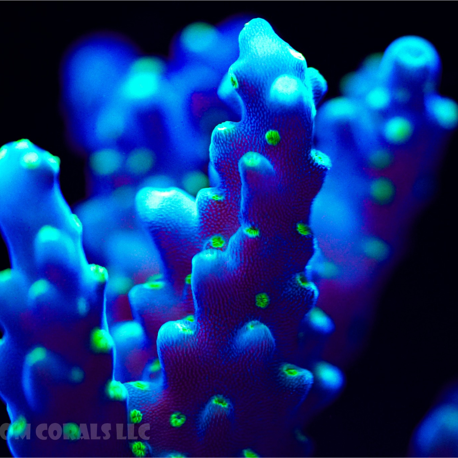 Purple Green Valida Acropora