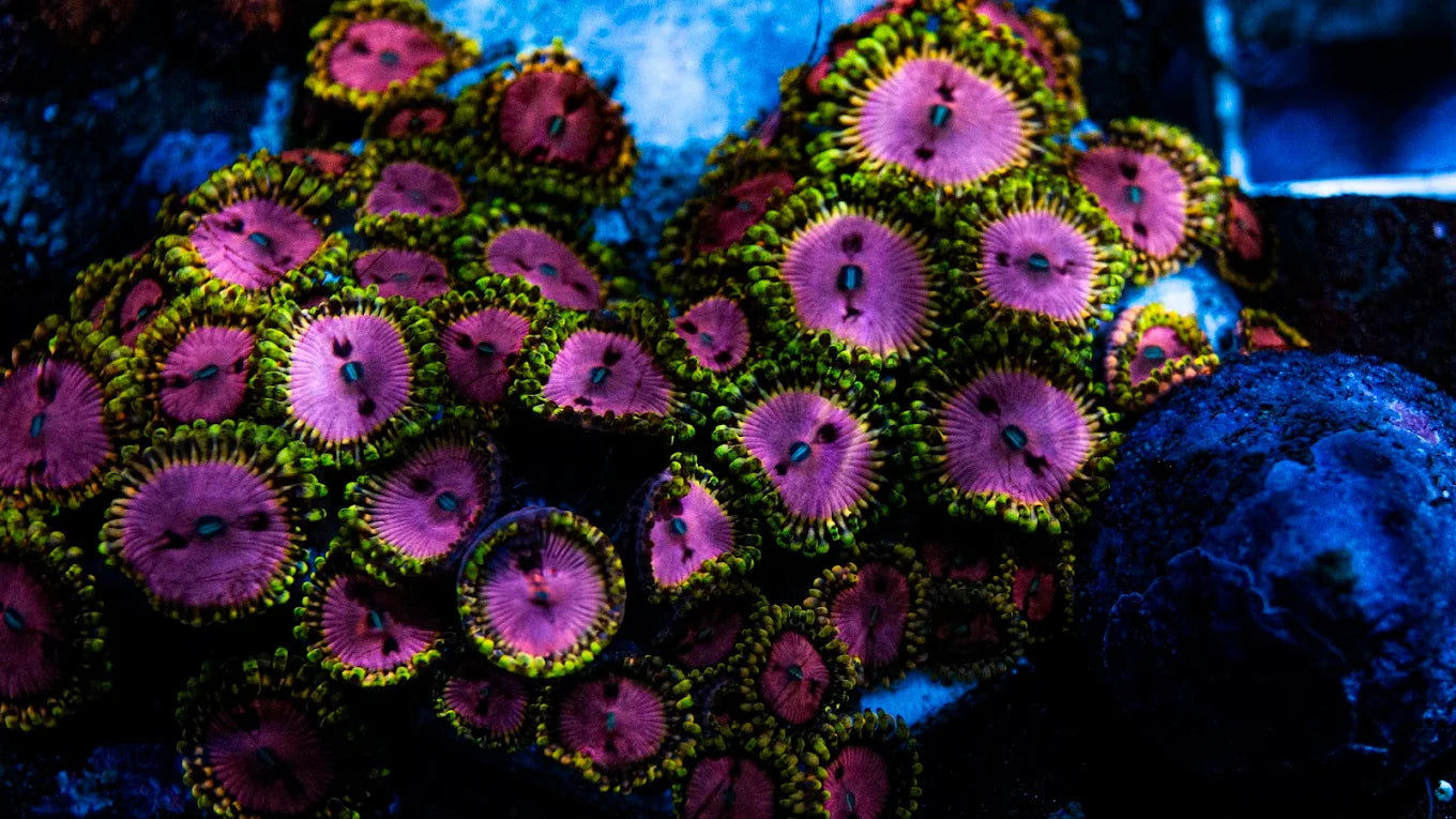 R&R Custom Corals - coral